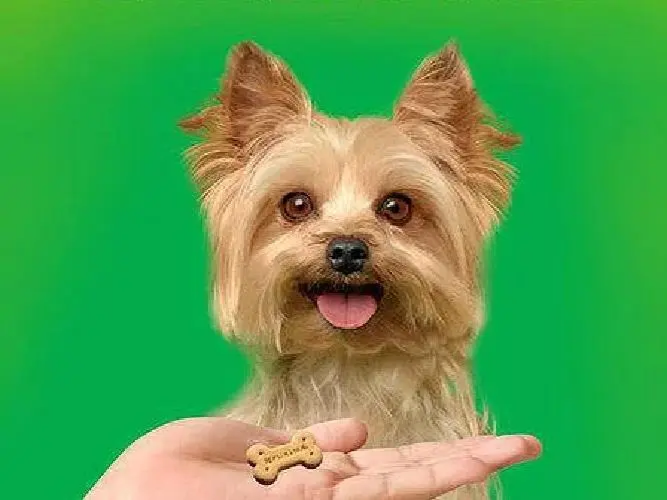 DOG CHOW BISCOITOS MINI PEQ FRANGO 500g